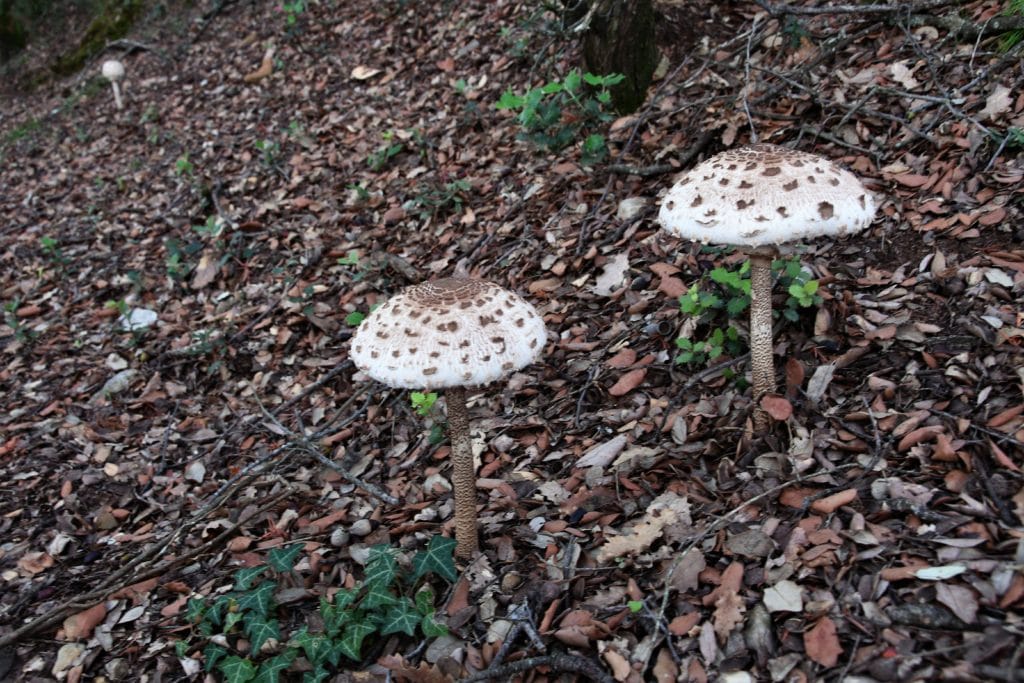 Casa Gerbe Ainsa Turismo Rural