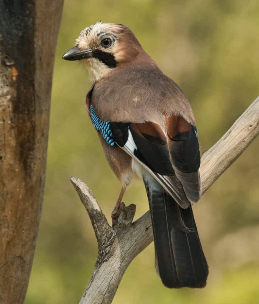 Casa Gerbe Ainsa Turismo Rural