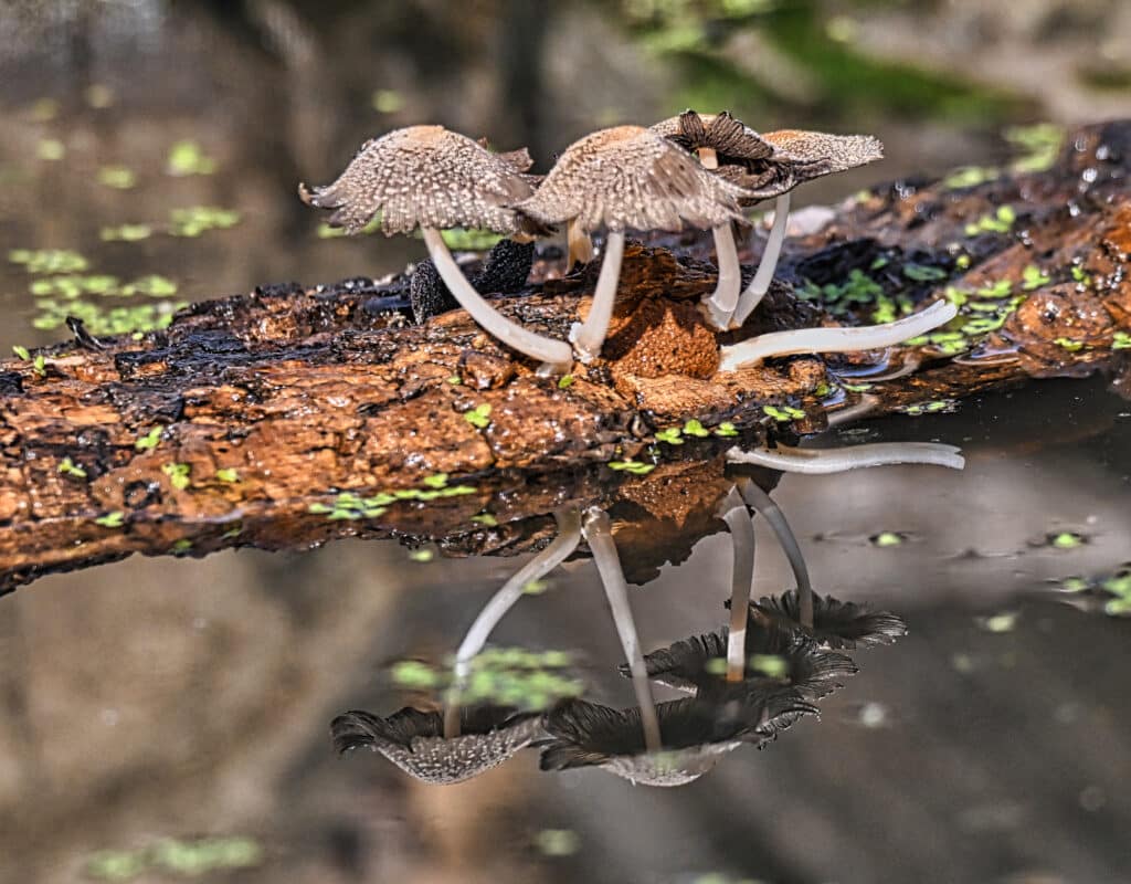Otoño en el Pirineo