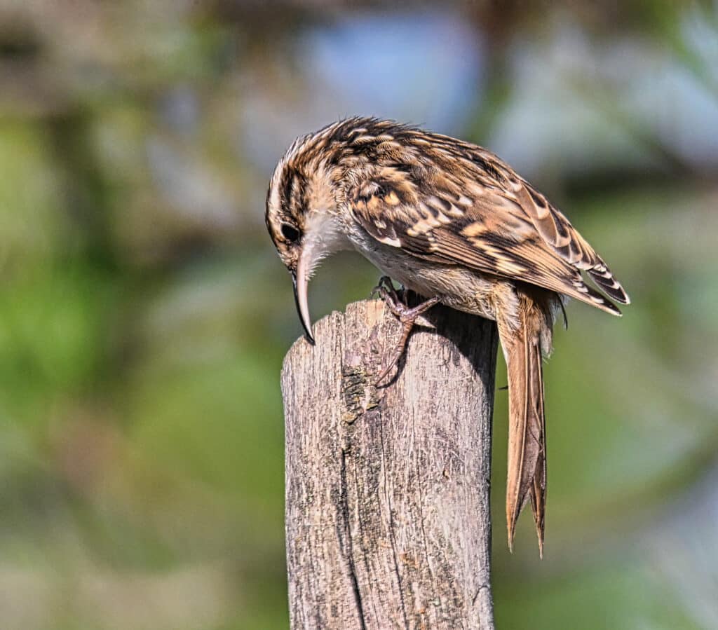 Observar para comprender y respetar