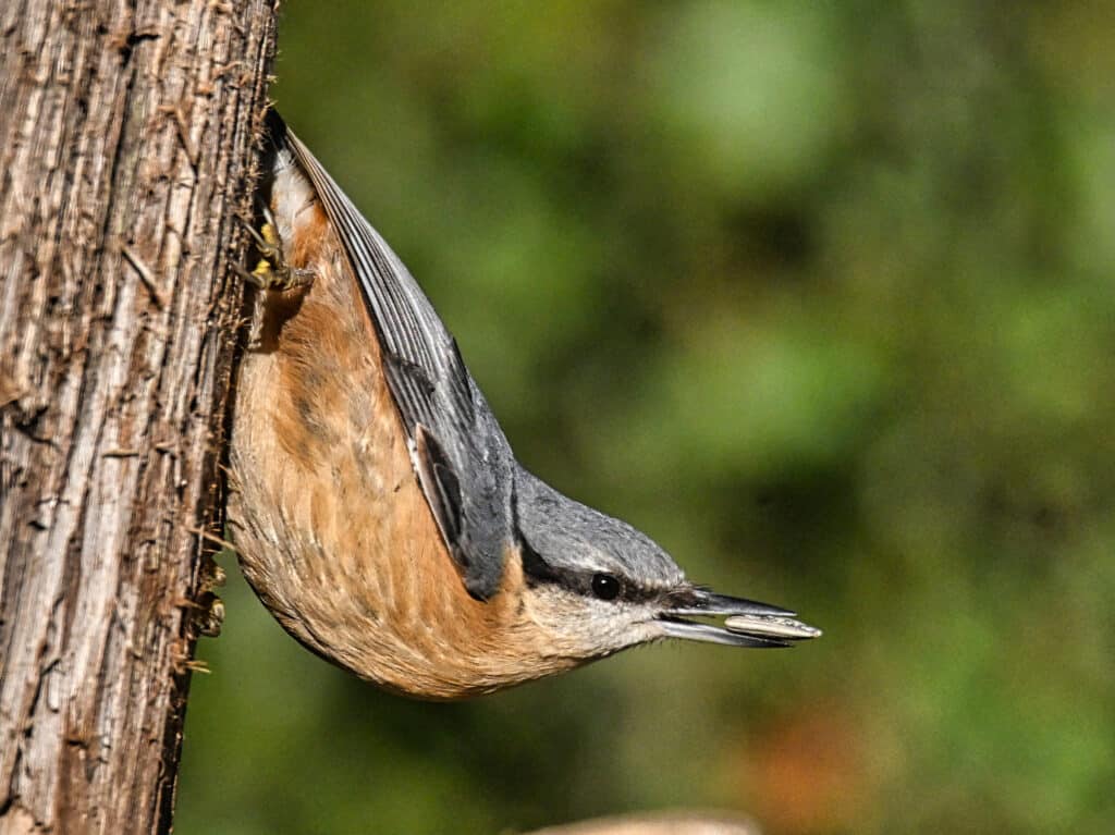 Te gusta la Naturaleza?