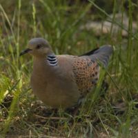 Guia de Aves